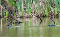 Fulica atra australis