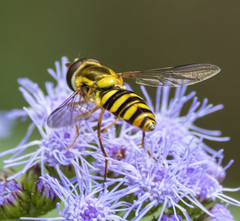 Epistrophella emarginata