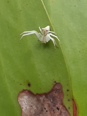 Sidymella rubrosignata