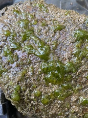 Chaetophoraceae
