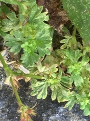 Alchemilla arvensis