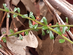 Phyllanthus hirtellus