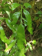 Athyriaceae