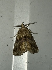 Plusiodonta compressipalpis