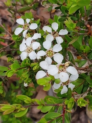 Leptospermum trinervium