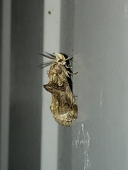 Plusiodonta compressipalpis