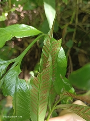 Athyriaceae