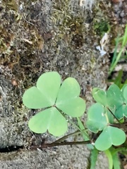 Oxalis oregana