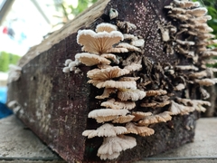 Schizophyllum commune