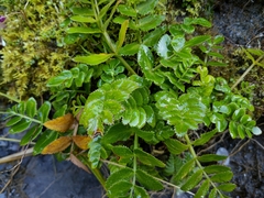 Gingidia montana