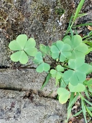 Oxalis oregana