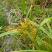 Carex lupuliformis - Photo no hay derechos reservados, subido por Étienne Lacroix-Carignan