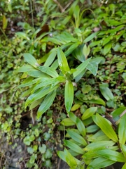 Anaphalioides trinervis