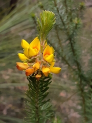 Phyllota phylicoides