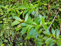 Anaphalioides trinervis