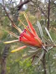 Lambertia formosa