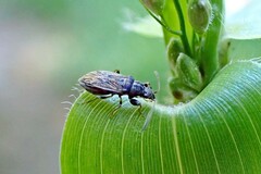 Pseudopachybrachius basalis