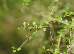 Bursaria spinosa spinosa