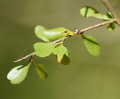 Bursaria spinosa spinosa