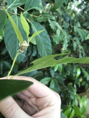 Entiminae