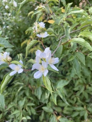 Philadelphus lewisii