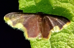 Lophosis labeculata