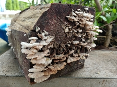 Schizophyllum commune