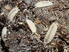 Haplophthalmus danicus