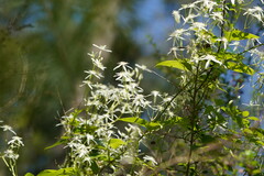 Clematis aristata