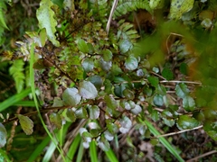 Gaultheria antipoda