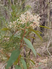 Astrotricha floccosa