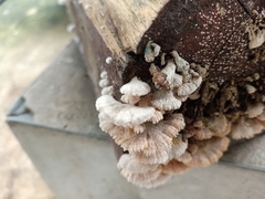 Schizophyllum commune