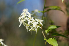 Clematis aristata