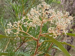 Astrotricha floccosa