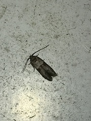 Blastobasis glandulella