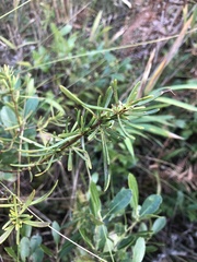 Hypericum densiflorum
