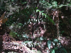 Tmesipteris tannensis