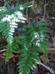 Asplenium adiantum-nigrum