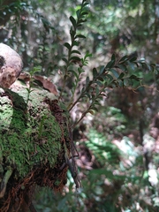 Tmesipteris tannensis