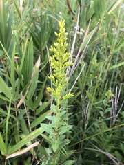 Solidago latissimifolia