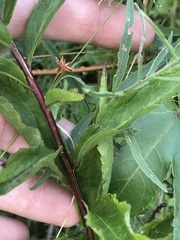 Solidago latissimifolia