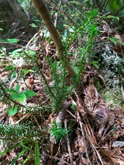 Phlegmariurus varius