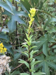 Solidago latissimifolia