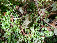 Corybas acuminatus