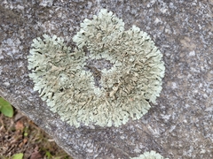 Xanthoparmelia plittii