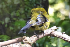 Anthornis melanura melanura