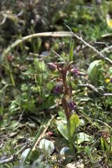 Anacamptis collina