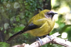 Anthornis melanura melanura