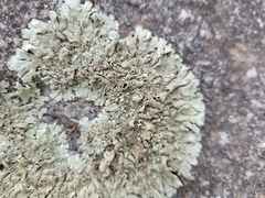 Xanthoparmelia plittii