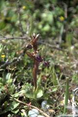 Anacamptis collina